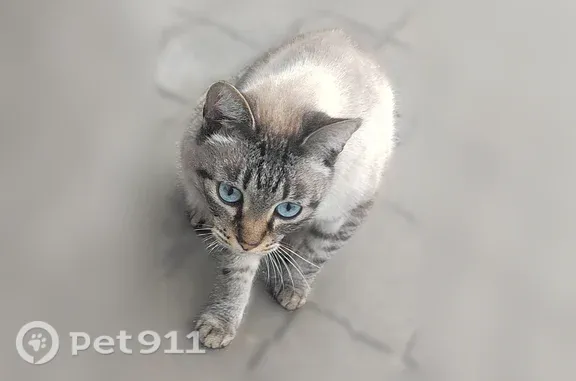 Объявления о пропавших и найденных животных, Ярославль, фото: Найдена кошка, Ярославль, Машиностроителей, д. 40 — очень ласковая, с голубыми глазами