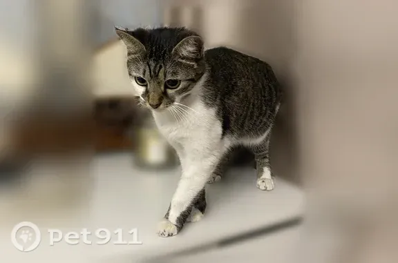 Объявления о пропавших и найденных животных, Москва, фото: Найдена кошка, Район Зюзино (г Москва), Перекопская, д. 1 1, Москва — молодая, напугана