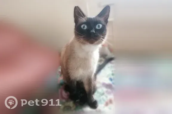 Найдена кошка, Ярославль, фото: Найдена кошка, Ярославль, Большая Октябрьская, д. 30а — молодой кот, ищем хозяев