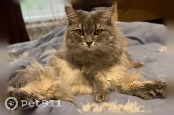 Пропала кошка, Уфа, Мокроусовская, д. 25а — серая, пушистая, с длинным пушистым хвостом - photo