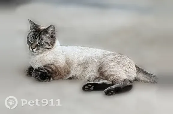 Пропала кошка, Кунгур — розовое пятнышко на носике, чёрная точка в правом глазу - photo
