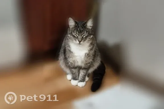 Кошки потеряшки, Юкки, фото: Потеряшка кошка, Деревня Юкки, Пионерская, Юкки — серая кошечка с зелёными глазами
