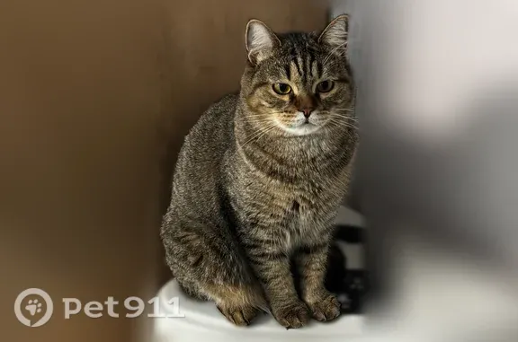 Пропала кошка, Томск, Вершинина, д. 32 — ушел гулять по крыше 5-этажного дома - photo