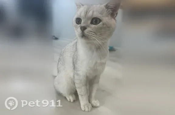 Кошки потеряшки, Сочи, фото: Кошка ищет дом, Красноармейская, Сочи — ласковый котик, приучен к лотку