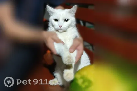 Найдена кошка, Ноябрьск, фото: Найдена кошка, Ноябрьск — самец, полностью белый, прихрамывает
