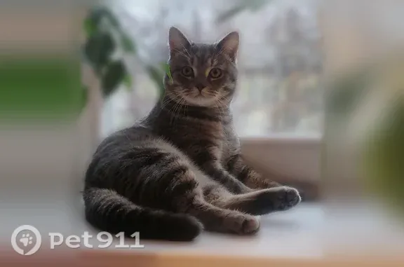 Пропала кошка, Чайковский, Ленина, д. 9 — кот Барс, пепельного цвета - photo