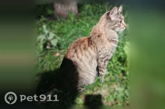 Найдена кошка, Набережные Челны, фото: Кошка ищет дом, Набережные Челны, Яшьлек, Набережные Челны — молодая трёхцветная, очень ласковая