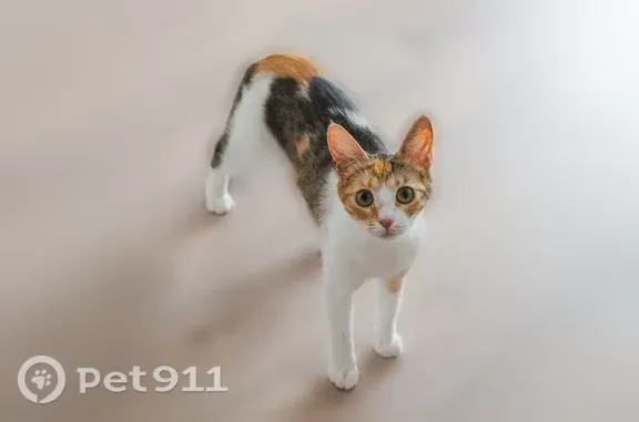 Пропала кошка, Ленина, д. 22, Светлогорск — трехшерстная, белое пятнышко на спине - photo