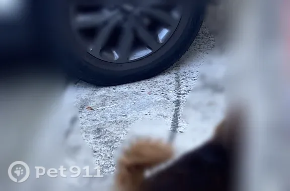 Найдена собака, Сочи, фото: Найдена собака, Сочи, Альпийская, д. 7/2, Сочи — коричнево-рыжая, с чёрным ошейником