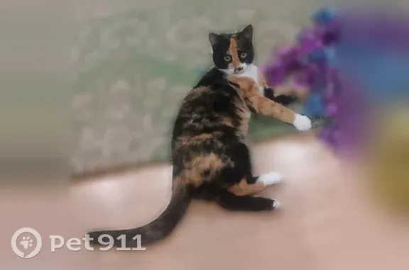 Объявления о пропавших и найденных животных, Бор, фото: Пропала кошка, Калинина, д. 5А, Бор