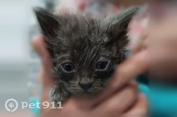 Найдена кошка, Тула, фото: Кошка ищет дом, Тула — спасённые трое крох, лечат глазки