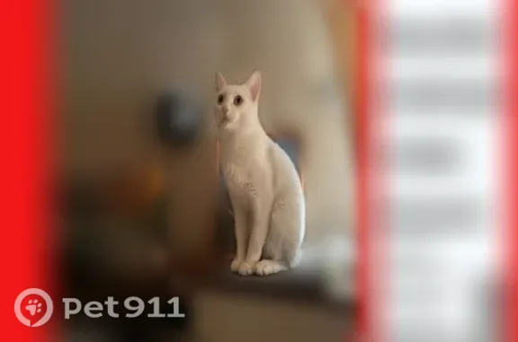 Кошки потеряшки, Кострома, фото: Потеряшка кошка, Славянская, Кострома