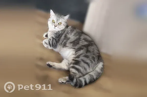 Пропала кошка, им Лисина С.П., д. 5А, Саратов — сбежала через окно, британка прямоухая - photo