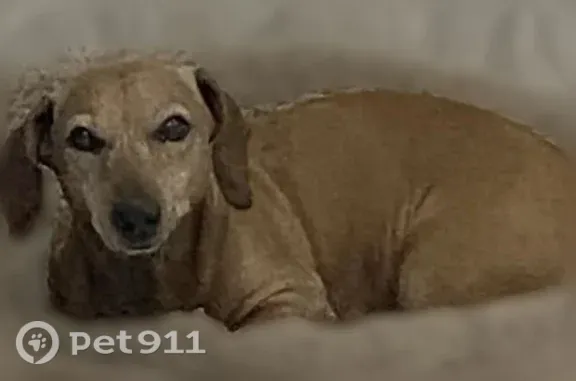 Пропала собака, Трудовая, Стерлитамак — такса, убежал с поводка - photo
