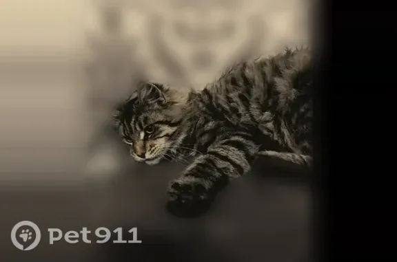 Пропала кошка, Новокузнецк, Грунтовый, д. 13 — мальчик, крупный, с кисточками на ушах - photo