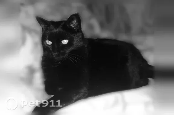 Объявления о пропавших и найденных животных, Орёл, фото: Кошка ищет дом, Орёл — 10 лет, чёрная, стерилизована