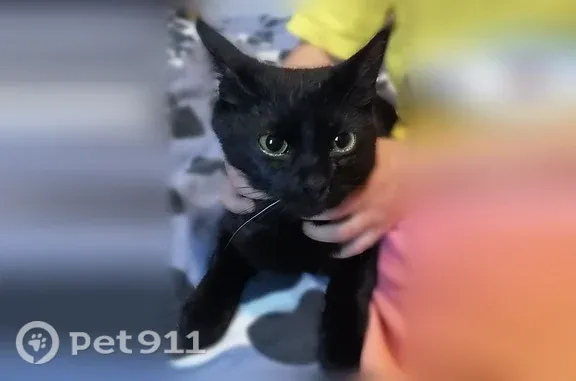 Найдена кошка, Смоленск, фото: Найдена кошка, Багратиона, д. 26, Смоленск — очень напугана