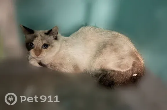 Найдена кошка, Нижневартовск, фото: Найдена кошка, Дружбы Народов, д. 31, Нижневартовск — пугливая, на передержке