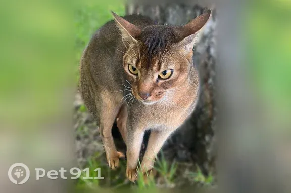 Объявления о пропавших и найденных животных, Ярославль, фото: Найдена кошка, Гагарина, д. 21а, Ярославль