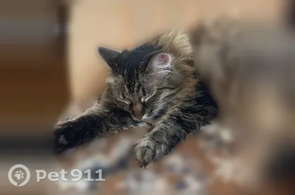 Пропала кошка, Верхний Уфалей — зовут Маруся, разного окраса, зелёные глаза - photo