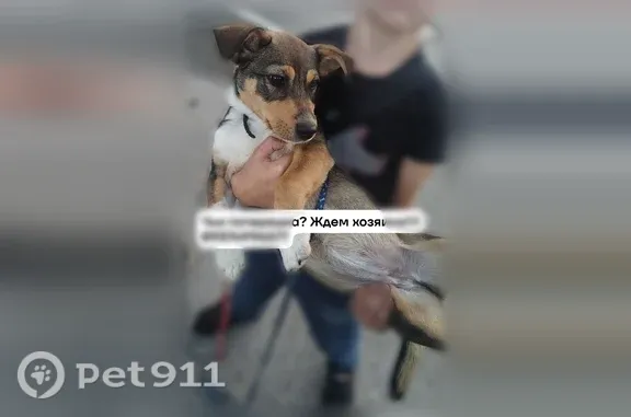 Найдена собака, Белебей, фото: Найдена собака, Революционеров, Белебей — щенок с ошейником