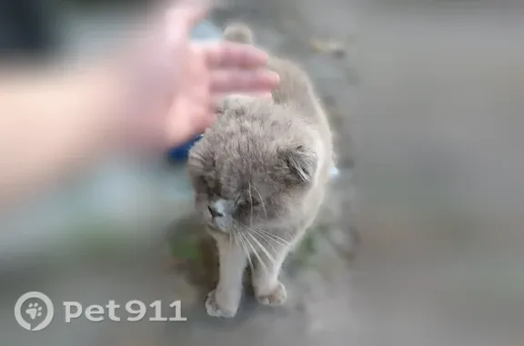Найдена кошка, Курск, фото: Найдена кошка, Стрелецкая 3-я, Курск — британец, старенький и больной