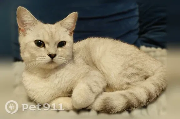 Котёнок около 5 месяцев плакала у дороги, домашняя, британская короткошёрстная серебристая шиншилла