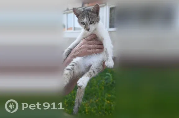 Кошка ищет дом, Новочеркасск — котенок-девочка 4 мес, ласковая - photo