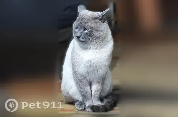 Пропала кошка, Дальневосточная, д. 11, Улан-Удэ — взрослый кот Кеша, очень разговорчивый - photo