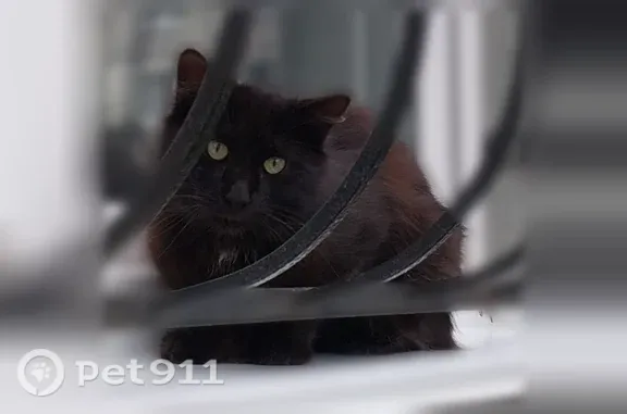 Найдена кошка, Набережная р. Уфы, д. 15, Уфа — чёрная, пушистая, зелёно-жёлтые глаза - photo