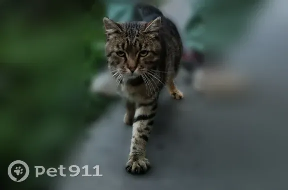Кошки потеряшки, Санкт-Петербург, фото: Найдена кошка, Комендантский, Санкт-Петербург — на стройке
