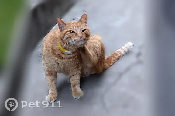 Найдена кошка, Владивосток, фото: Найдена кошка, Владивосток, Днепровская, д. 1 — рыжая с жёлтым ошейником