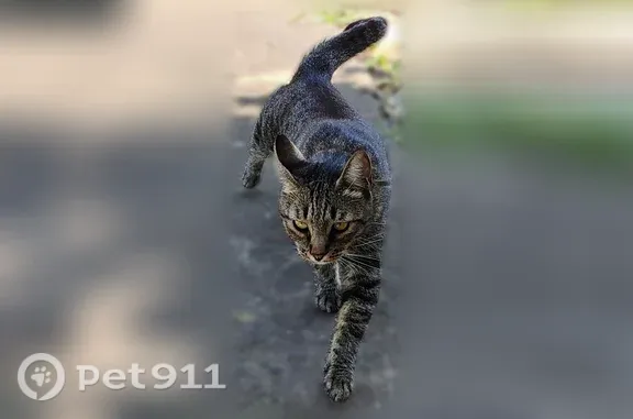 Кошки потеряшки, Мостовской, фото: Потеряшка кошка, Поселок городского типа Мостовской, Набережная, Мостовской — табби, с ярко-жёлтым ошейником