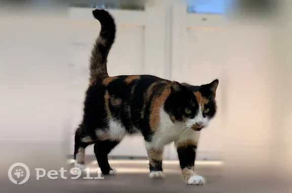 Найдена кошка, Нижний Новгород, фото: Найдена кошка, Район Сормовский (г Нижний Новгород), Героев космоса, д. 28, Нижний Новгород — миниатюрная кошечка