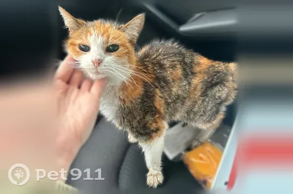 Найдена кошка, Ярославль, фото: Найдена кошка, Ярославль, Чкалова, д. 18 — плохо видит, возрастная