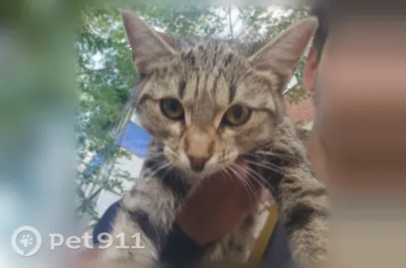 Найденные животные Бузулук, фото: Найдена кошка, Бузулук, Суворова, д. 2 — молодая, спокойно сидит на руках