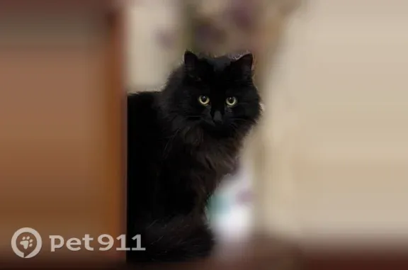 Пропала кошка, Иваново, 3-я Березниковская, д. 59, Иваново — длинная шелковистая шерсть, жёлтые глаза - photo