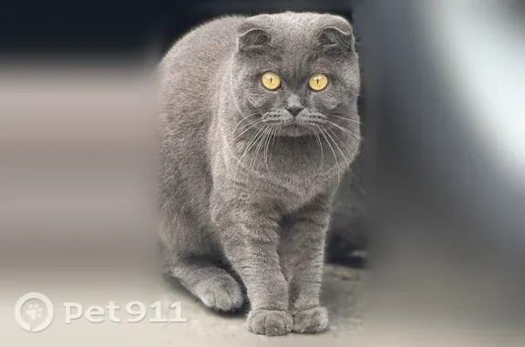 Найдена кошка, Кострома, фото: Найдена кошка, Кострома, Мясницкая, д. 43б — добрая, пугливая девочка