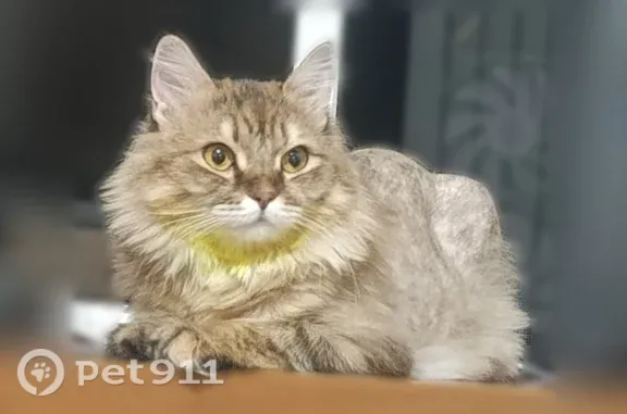 Объявления о пропавших и найденных животных, Лесосибирск, фото: Пропала кошка, Лесосибирск — коричневого цвета, ошейник от блох
