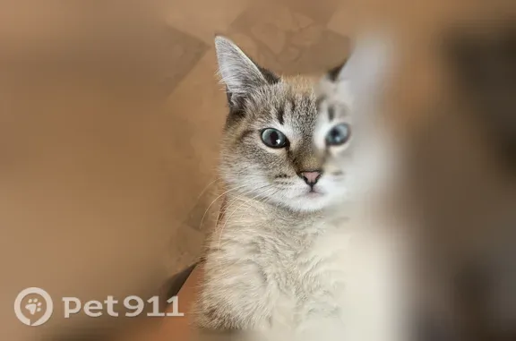 Потерянные животные Кызыл, фото: Пропала кошка, Рихарда Зорге, д. 86, Кызыл — бело-серая, голубые глаза