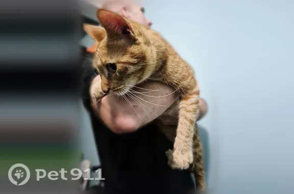 Кошки потеряшки, Санкт-Петербург, фото: Найдена кошка, Санкт-Петербург, Руднева, д. 19 1 — рыжая с полосочками, глаза золотые