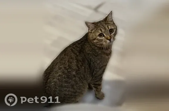 Пропала кошка, Куйбышева, Батайск — кошечку зовут Сима - photo