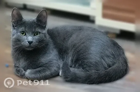 Пропала кошка, Навлинская, Брянск — на груди белая кисточка - photo