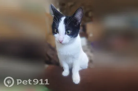 Найдена кошка, Казань, фото: Найдена кошка, Побежимова, д. 33, Казань — черно-белая, испугана