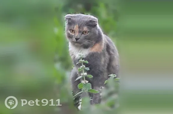 Найдена кошка, Гатчина, фото: Найдена кошка, Гатчина, Некрасова, д. 1, Гатчина — шотландская вислоухая, ручная