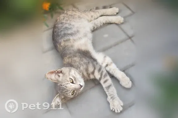 Кошка ищет дом, Губкин, Кирова, д. 52а — ласковый, смело идёт на руки - photo