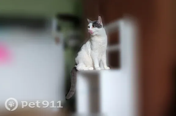 Пропала кошка, Новый, Кунгур — бело-серый окрас, зелёные глаза - photo