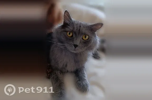 Пропала кошка, Поселок Ключи, Шевченко, д. 12, Ключинский сельсовет — кастрирована, чипирована, ласковая - photo
