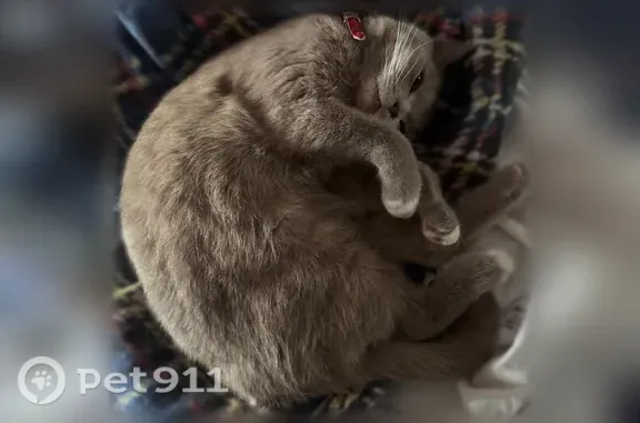 Пропала кошка, Долгопрудный, Лихачевское, д. 7 — серый окрас, красный ошейник - photo
