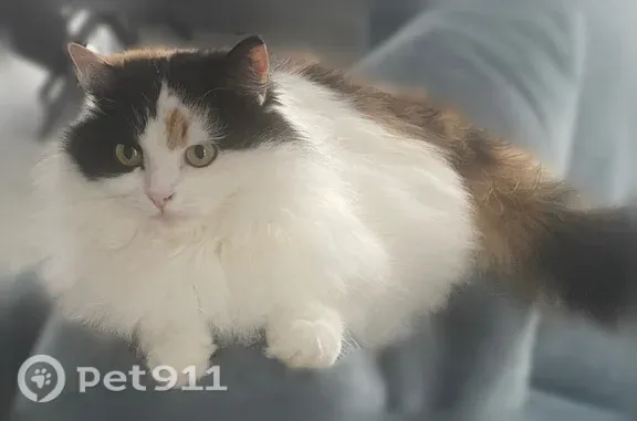 Пропала кошка, Село Новобессергеневка, Надежды, Новобессергеневка — очень пушистая, стерилизована - photo